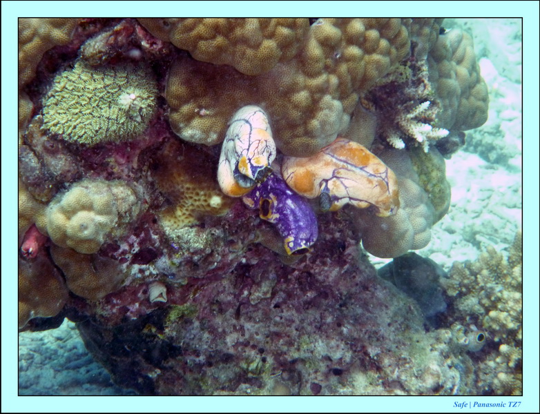 209   07   Sibuan 46